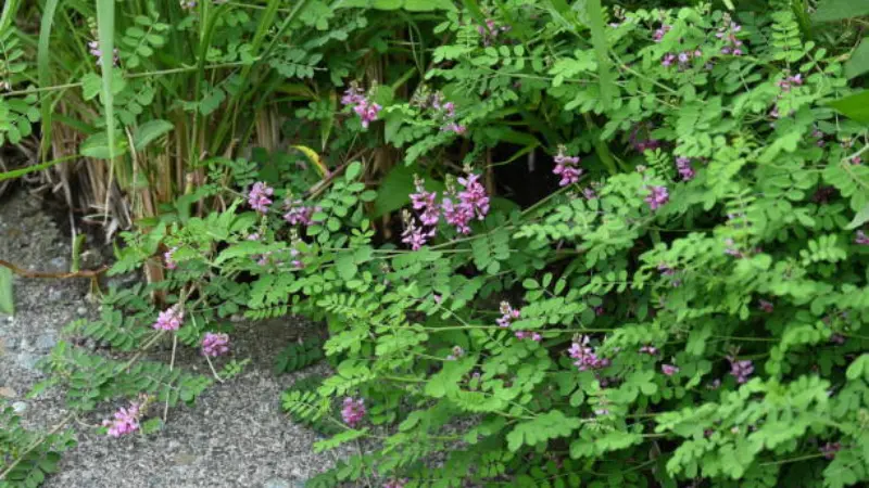 Indigofera flower sprawling along a paved pathway with pink Indigofera flowers.