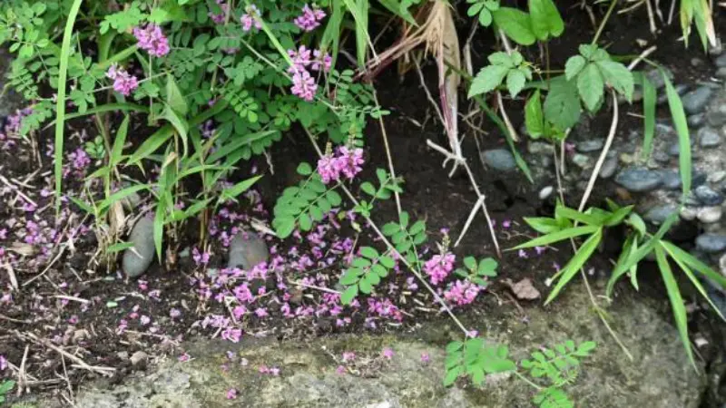 Indigofera flower with pink Indigofera flowers growing near rocks with fallen petals.