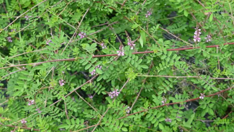 Top-down view of an Indigofera flower with small pink Indigofera flowers and feathery leaves.