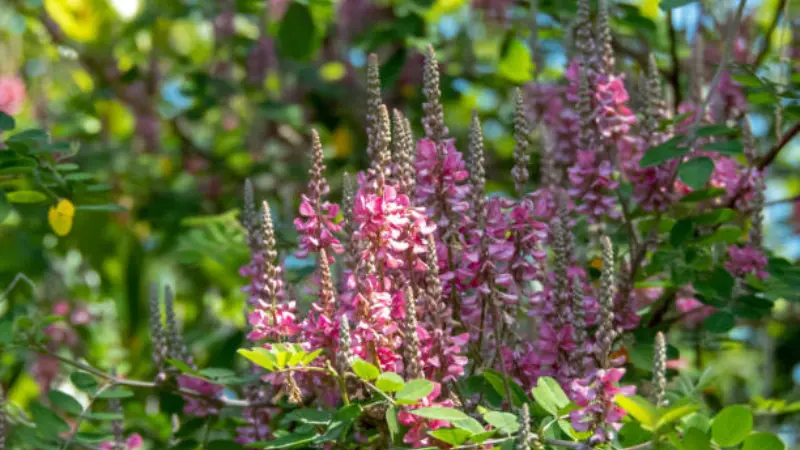 Tall Indigofera shrub with dense deep pink Indigofera flower spikes.