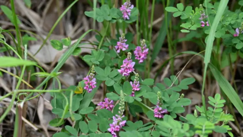 Low-growing Indigofera plant with pink Indigofera flowers in a woodland setting.