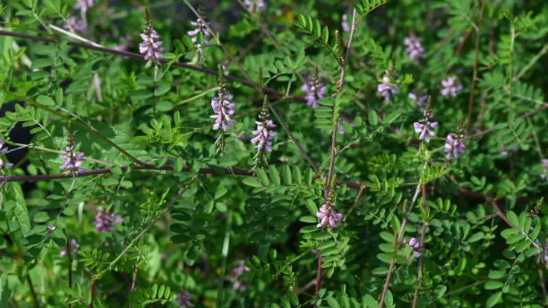 Dense Indigofera shrub covered in small lavender-pink Indigofera flowers.