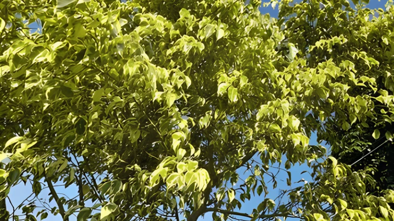 Ficus Benjamina Weeping Fig with green leaves