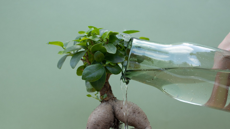 Indoor Ginseng Ficus bonsai in a decorative pot