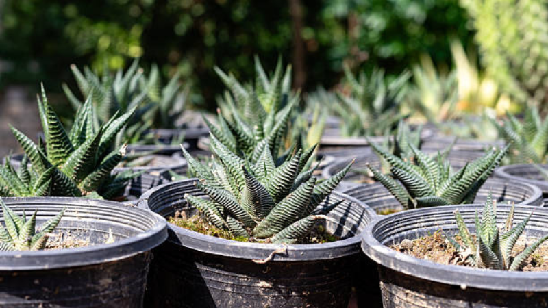 Haworthia succulent in decorative planter