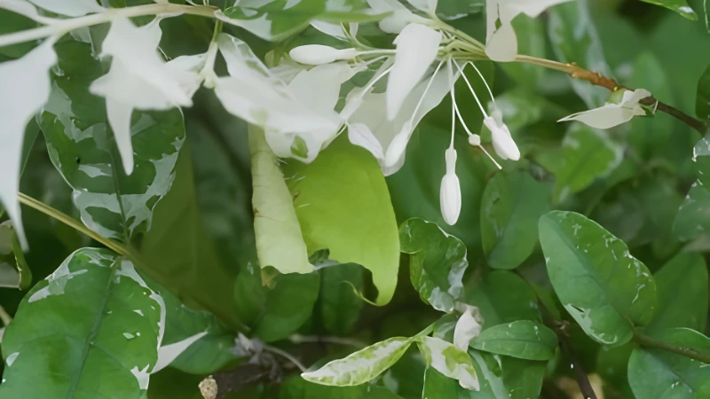 N'Joy Pothos with dense trailing foliage