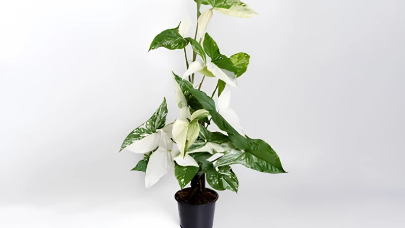 Syngonium Albo growing in bright indirect light