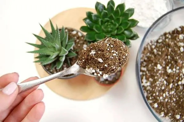 Indoor succulent mix