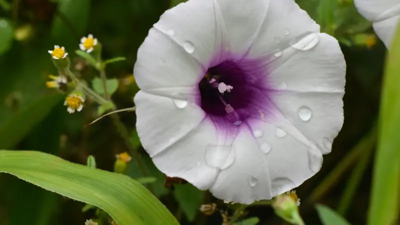 White Ipomoea flower with a deep purple throat and dew drops.