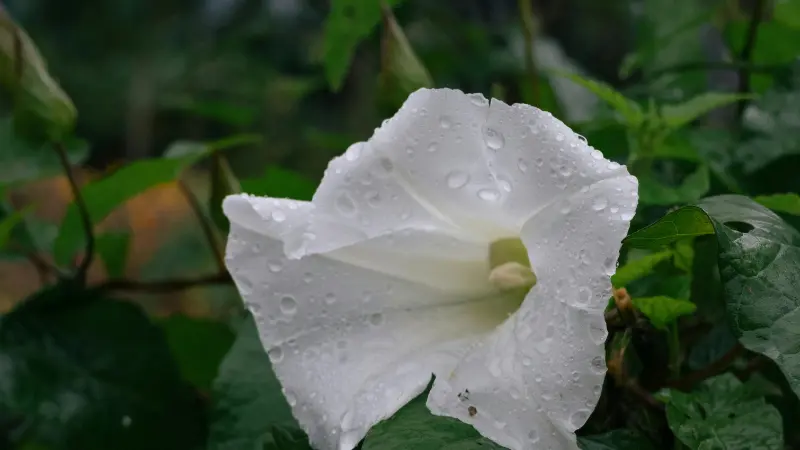White Ipomoea Moonflower flower covered in raindrops with green foliage.