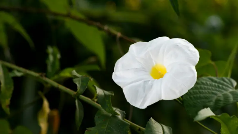 Sunlit white Ipomoea flower with a yellow centre on a green branch.