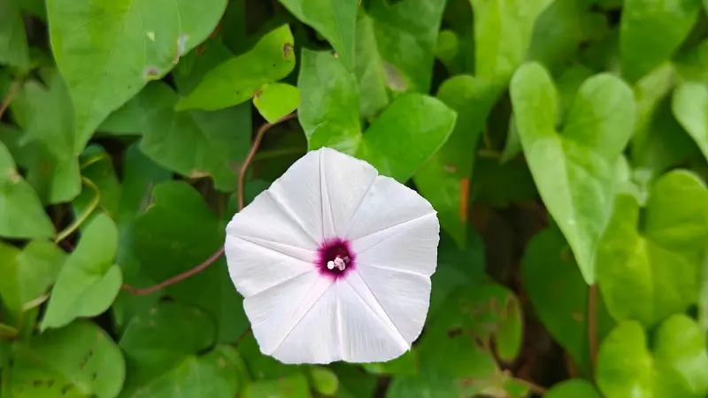 White Ipomoea flower with a pink-purple centre among green vines.