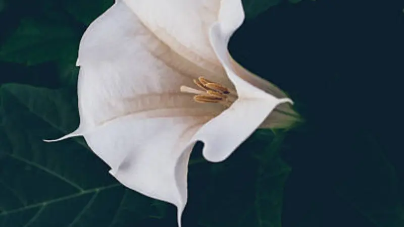 White Moonflower close-up showing golden stamens against a dark background.