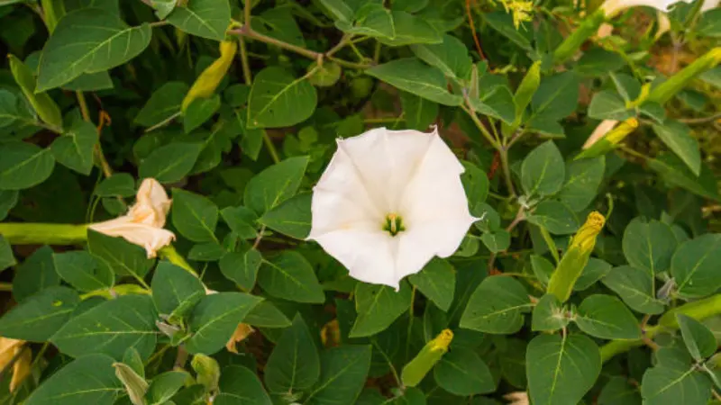 White Ipomoea Moonflower flower surrounded by heart-shaped leaves.