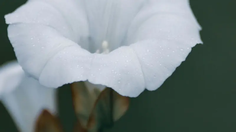 Macro shot of white Ipomoea Moonflower flower petals covered in dew drops.