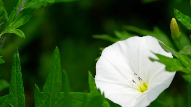 White Ipomoea Moonflower flower blooming amid green foliage.