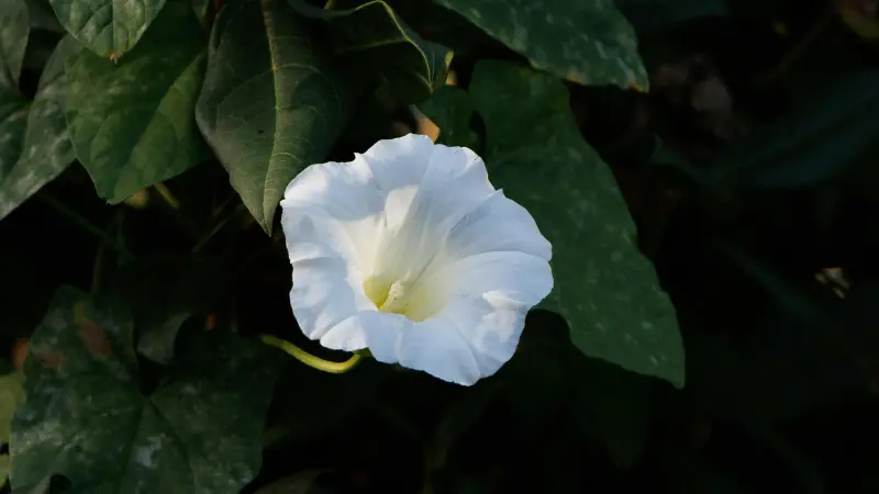 White Ipomoea Moonflower flower glowing softly in warm evening light.