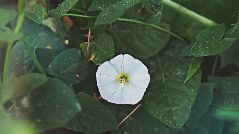 Small white Ipomoea Moonflower flower nestled among green heart-shaped leaves.