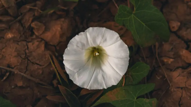 White Ipomoea flower blooming on dry cracked earth.