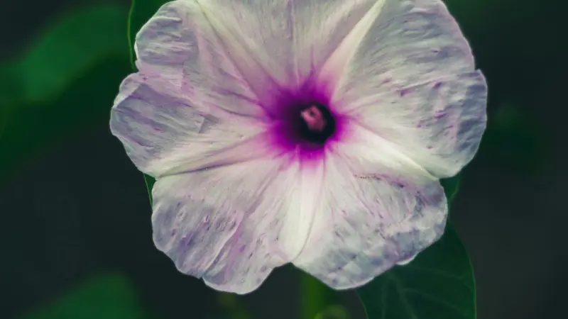 Close-up of a pink Ipomoea flower with a deep purple star-shaped centre.