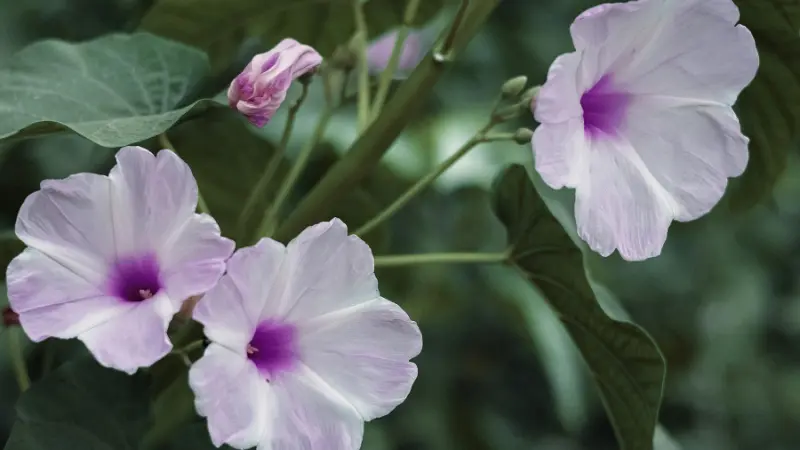 Cluster of pink-purple and white Ipomoea flowers with buds.