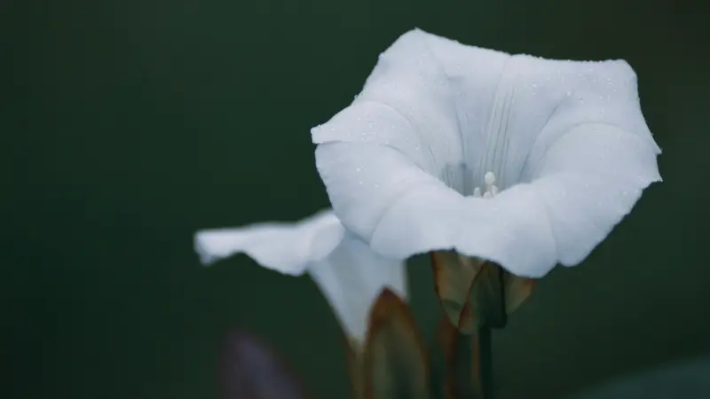 Two white Ipomoea Moonflower flowers with dew against a dark green background.