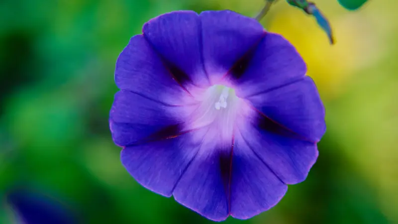 Deep purple Ipomoea tricolor flower with a white star-patterned centre.