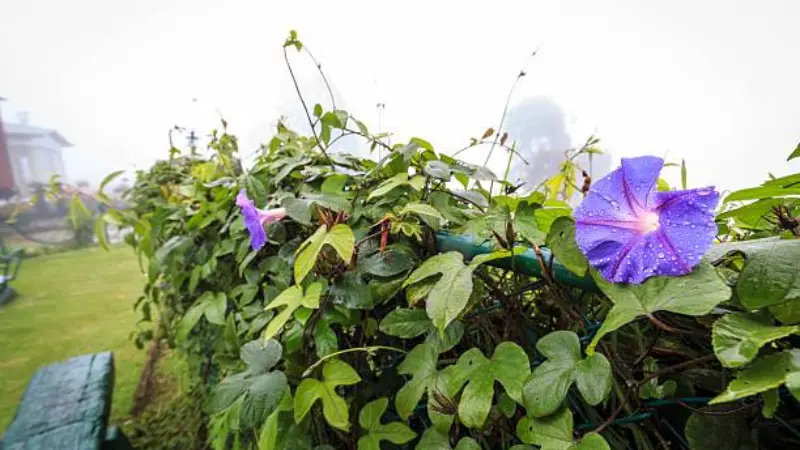 Purple Ipomoea tricolor flowers blooming on a foggy hedge.