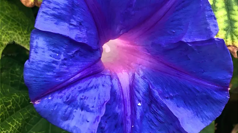 Macro close-up of a deep purple Ipomoea tricolor flower with a pink centre.