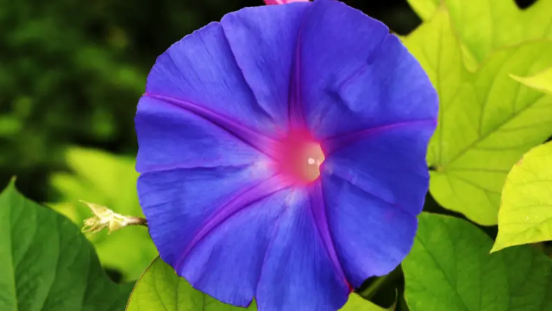 Sunlit blue-purple Ipomoea tricolor flower with a pink star pattern.