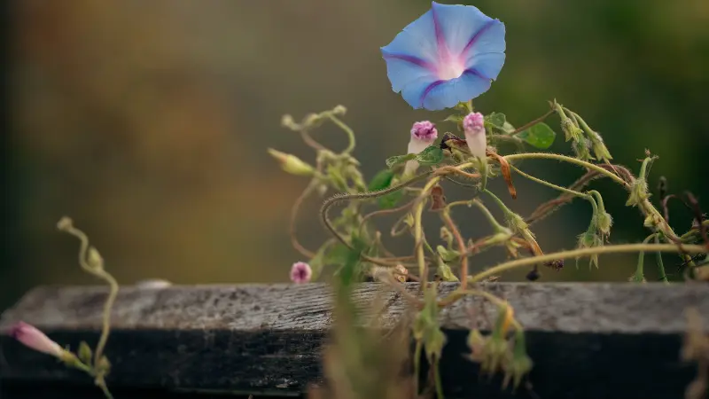 Single blue Ipomoea tricolor flower on a dried vine over a wooden fence.
