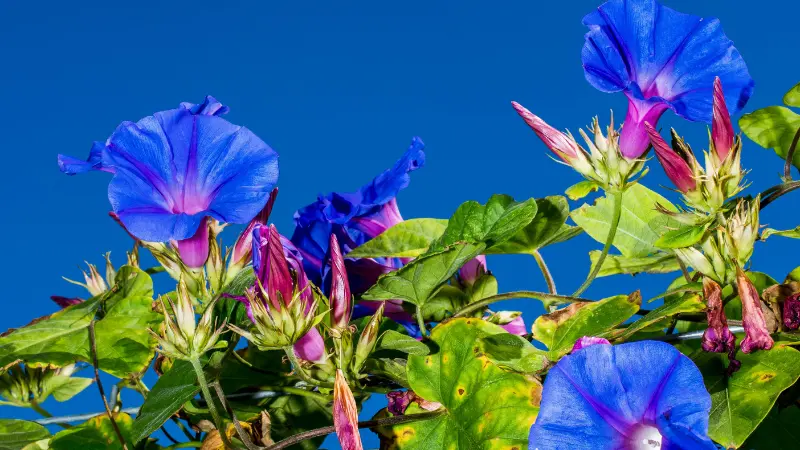Blue and purple Ipomoea tricolor flowers against a clear blue sky.