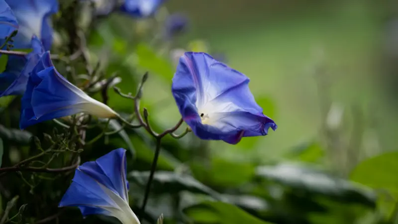 Purple Ipomoea tricolor flower with a white throat on a garden vine.