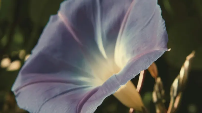 Backlit purple Ipomoea tricolor flower glowing in warm sunlight.