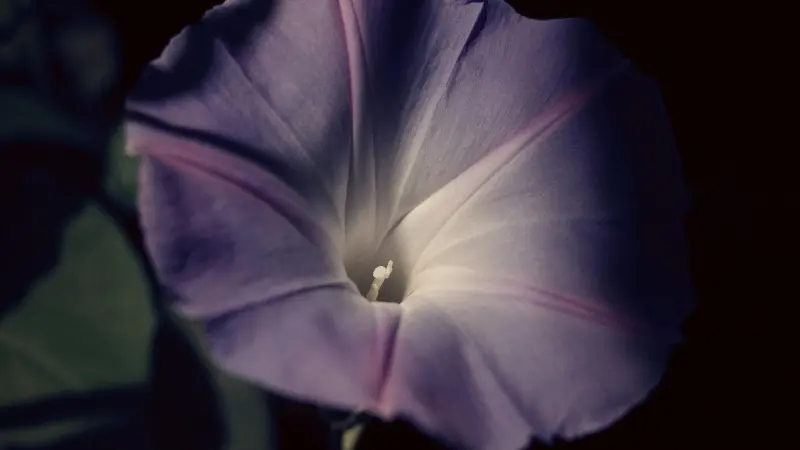 Dramatic purple Ipomoea tricolor flower with a glowing white centre.