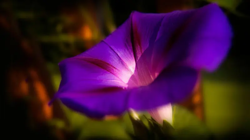 Purple Ipomoea tricolor flower glowing in warm sunset light.