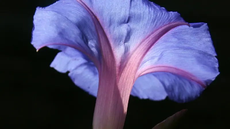 Blue Ipomoea tricolor flower with pink veins against a black background.