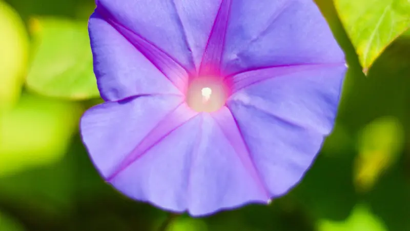 Close-up of a purple Ipomoea tricolor flower with a white star-shaped centre.