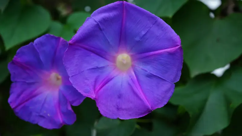 Two vibrant purple Ipomoea tricolor flowers blooming together.