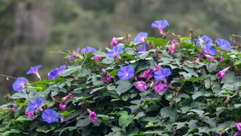 Climbing Ipomoea tricolor vine with purple and pink Ipomoea tricolor flowers.