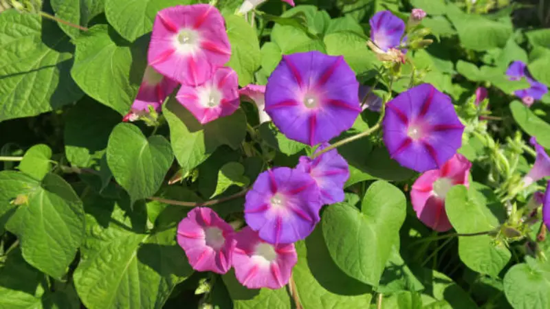 Cluster of pink and purple Ipomoea tricolor flowers among green leaves.