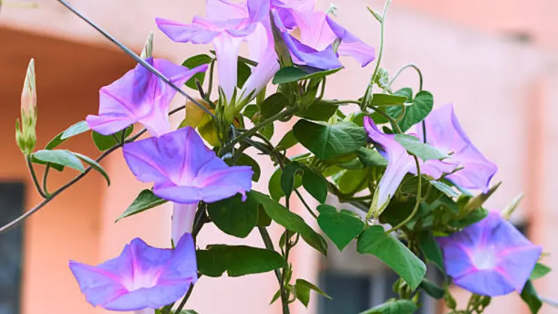 Pale purple Ipomoea tricolor flowers climbing a garden trellis.