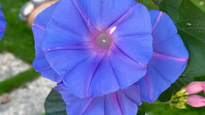 Close-up of a blue-purple Ipomoea tricolor flower with water droplets.