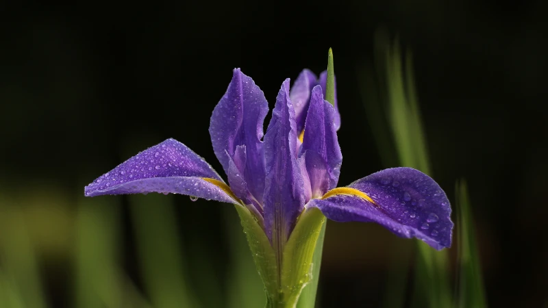 Purple iris featured flower image