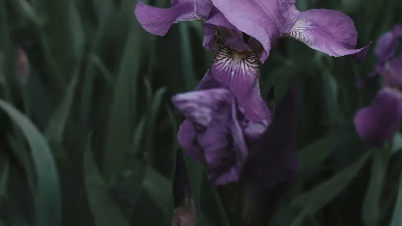Purple Iris flower with dark veined petals in low light.