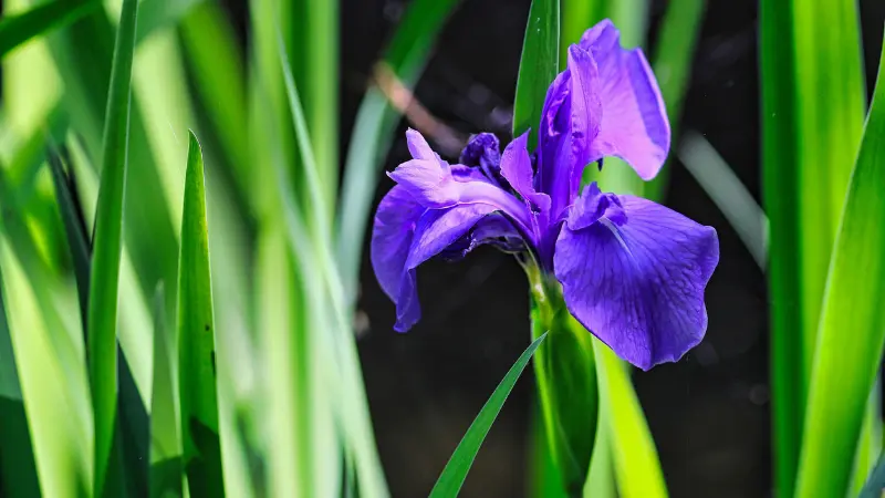 Purple Iris flower blooming among tall green grass and reeds.