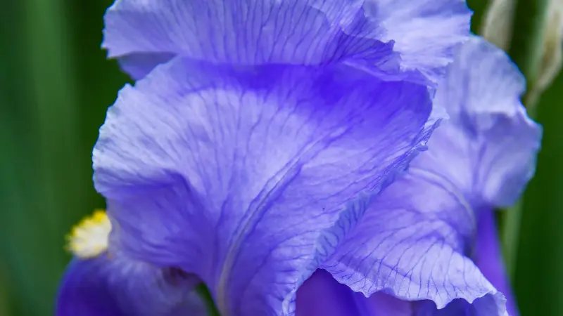 Extreme close-up of purple Iris flower petal veins and texture.