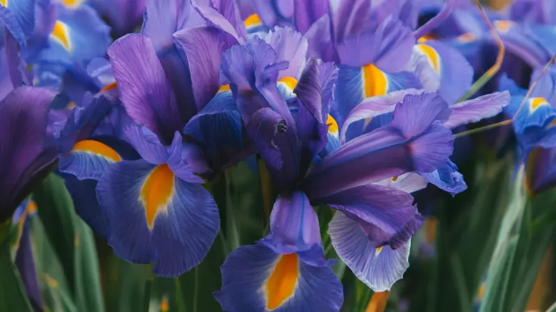 Cluster of blue and yellow Dutch Iris flowers in full bloom.