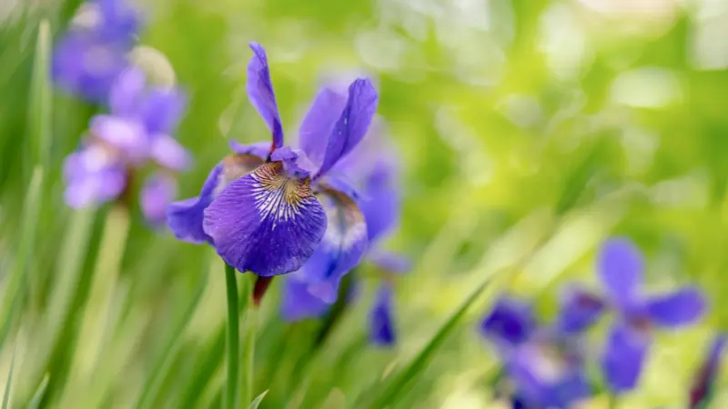 Single purple Iris flower among blurred purple blooms in a field.