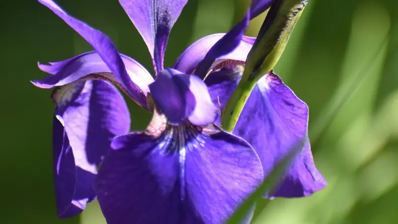 Sunlit vivid purple Iris flower with a bud on a green stem.